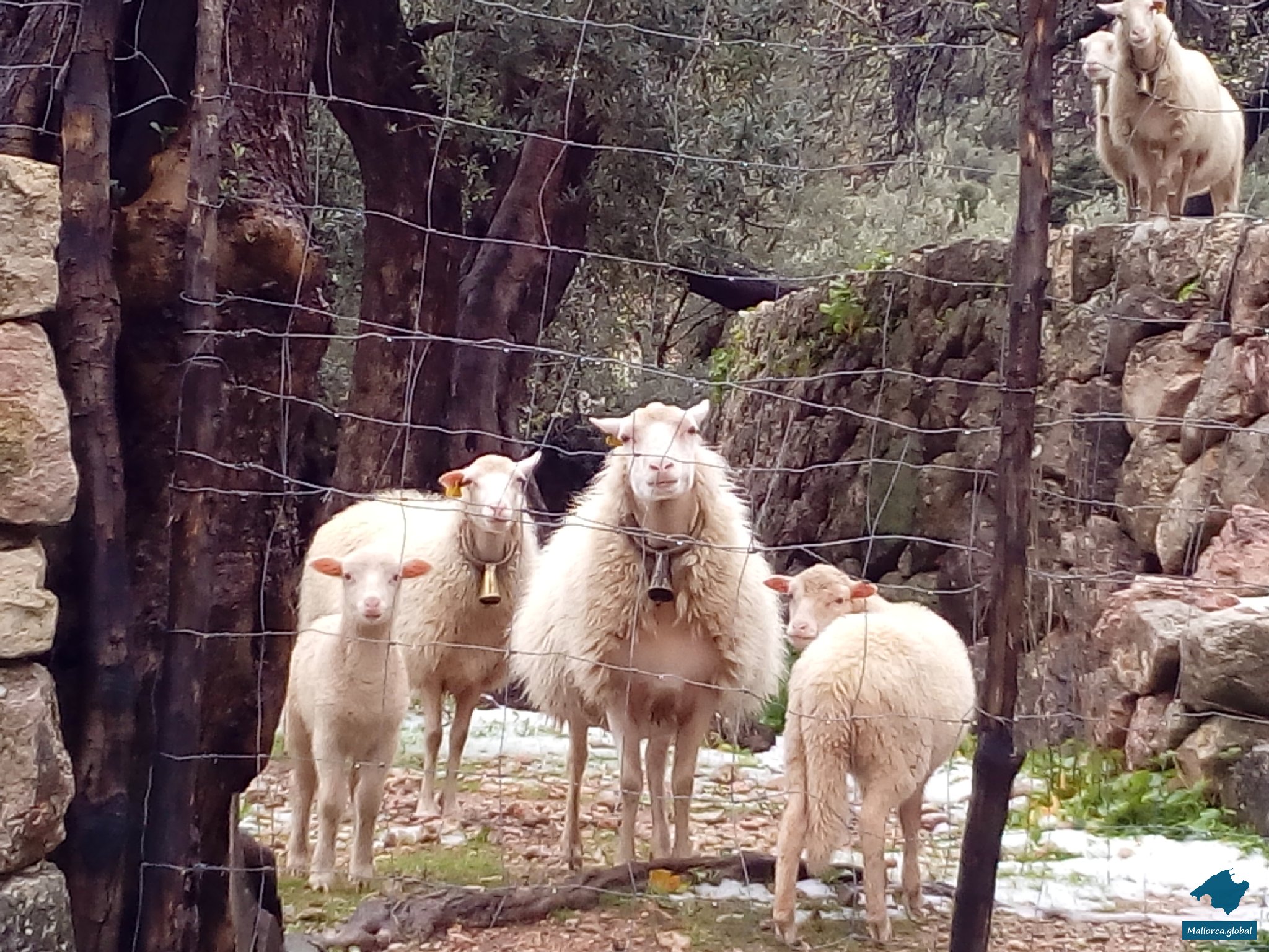 Schafe Schnee Mallorca