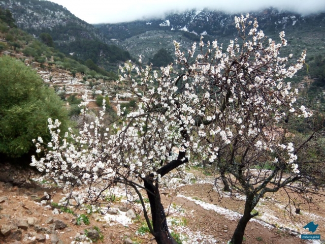 Mandelblüte vor verschneitem Bergmassiv