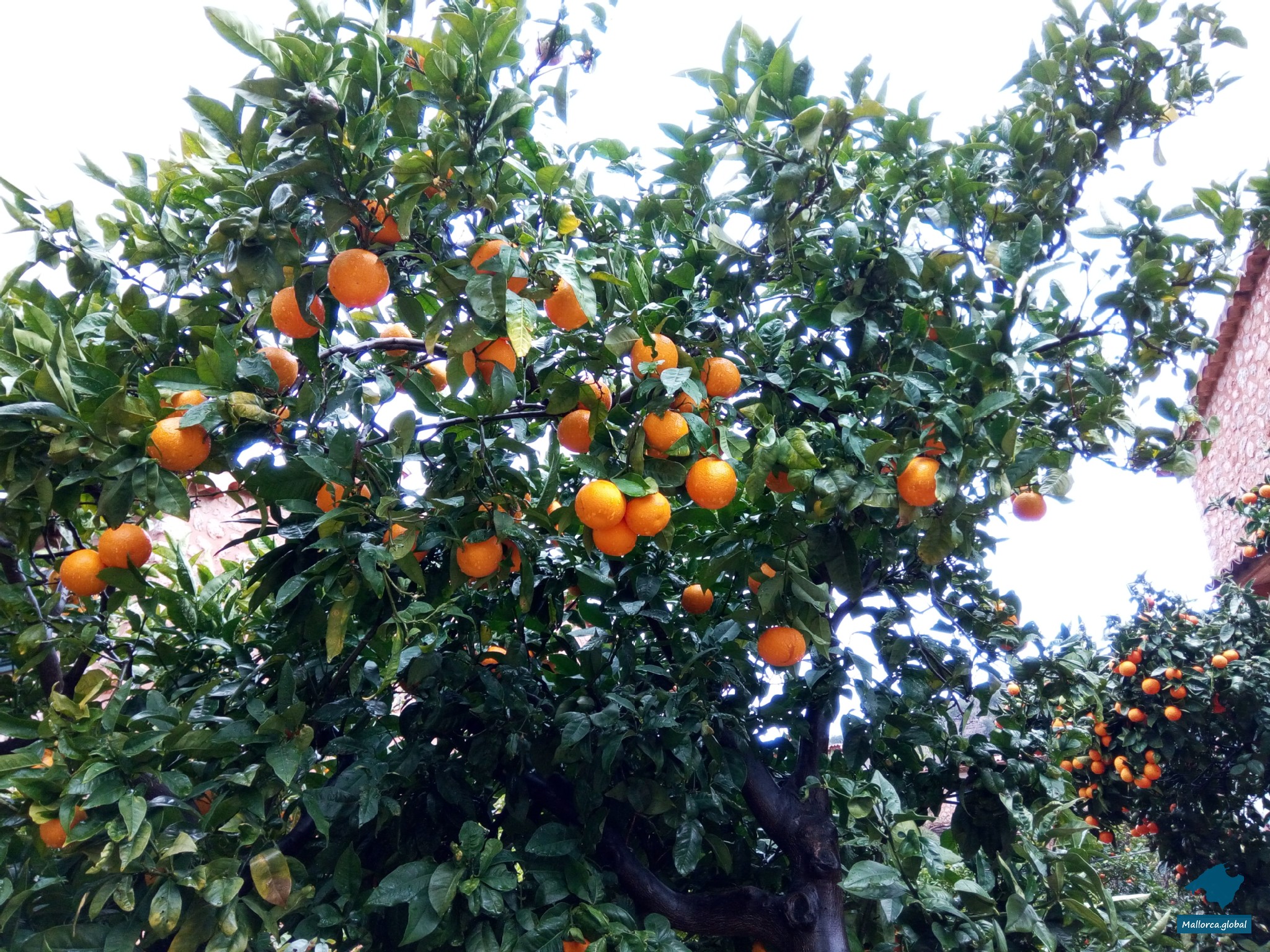 Orangen im Winter