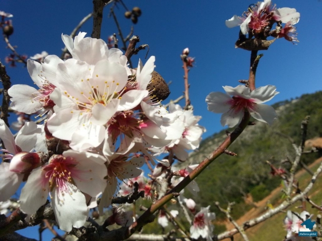 Mandelblüte auf Mallorca