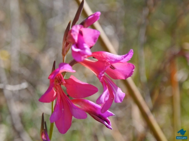 Mallorca Orchidee